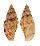 VOLUTIDAE LYRIA PLANICOSTATA shell