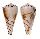 CONIDAE CONUS HIRASEI shell