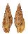 VOLUTIDAE LYRIA VICDANI shell