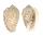 MARGINELLIDAE MARGINELLA HELMATINA shell
