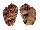 HARPIDAE HARPA HARPA shell