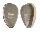 MARGINELLIDAE CRYPTOSPIRA TRICINCTA shell