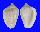 MARGINELLIDAE GLABELLA MOZAMBICANA shell