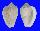 MARGINELLIDAE GLABELLA MOZAMBICANA shell