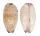 CYPRAEIDAE CYPRAEA MINORIDENS BLANDITA shell