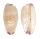 CYPRAEIDAE CYPRAEA MINORIDENS BLANDITA shell