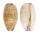 CYPRAEIDAE CYPRAEA MINORIDENS BLANDITA shell