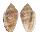 MARGINELLIDAE MARGINELLA PIPERATA PIPERATA shell