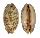CYPRAEIDAE CYPRAEA SCURRA OCCIDUA shell