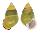 LANDSNAIL AMPHIDROMUS BUTOTI shell