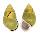 LANDSNAIL AMPHIDROMUS BUTOTI shell