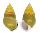 LANDSNAIL AMPHIDROMUS BUTOTI shell
