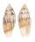 MITRIDAE SCABICOLA DAMPIERENSIS shell