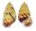 LANDSNAIL AMPHIDROMUS PERVERSUS SULTANUS shell