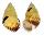 LANDSNAIL AMPHIDROMUS PERVERSUS SULTANUS shell