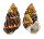 LANDSNAIL AMPHIDROMUS PERVERSUS MELANOMA shell
