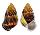 LANDSNAIL AMPHIDROMUS PERVERSUS MELANOMA shell