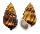LANDSNAIL AMPHIDROMUS PERVERSUS MELANOMA shell