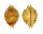 CYPRAEIDAE PUSTULARIA BISTRINOTATA BISTRINOTATA SAMARENSIS shell