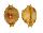 CYPRAEIDAE PUSTULARIA BISTRINOTATA BISTRINOTATA SAMARENSIS shell