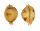 CYPRAEIDAE PUSTULARIA BISTRINOTATA BISTRINOTATA SAMARENSIS shell