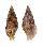 BUCCINIDAE PRODOTIA BILLEHEUSTI shell