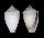 CONIDAE CONUS PUNCTICULATUS COLUMBA shell