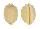 CYPRAEIDAE IPSA CHILDRENI shell