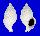 BUCCINIDAE AULACOFUSUS INSULAPRATENSIS shell