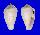 CONIDAE CONUS COCCEUS shell
