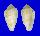 CONIDAE CONUS COCCEUS shell