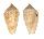 CONIDAE CONUS COCCEUS shell