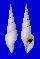 VOLUTIDAE CALLIOTECTUM DUPREYAE shell