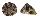 TROCHIDAE TROCHUS NIGROPUNCTATUS shell