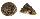 TROCHIDAE TROCHUS NIGROPUNCTATUS shell