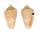 CONIDAE CONUS CYANOSTOMA INNOTABILIS shell