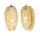 OLIVIDAE OLIVA cf. EMELIODINA shell