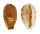CYPRAEIDAE EROSARIA LABROLINEATA MELANICA shell