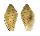 MARGINELLIDAE MARGINELLA MUSICA shell