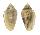 MARGINELLIDAE MARGINELLA COSMIA shell