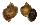 FRESHWATER POMACEA DIFFUSA shell