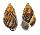 LANDSNAIL AMPHIDROMUS PERVERSUS MELANOMA shell
