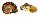 LANDSNAIL CYCLOPHORUS RAFFLESII shell