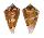 CONIDAE CONUS KLEMAE shell