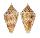CONIDAE CONUS ACUTANGULUS shell