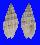 MITRIDAE VEXILLUM PACIFICUM shell