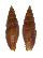 MITRIDAE VEXILLUM ACUMINATUM POLITA shell