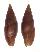 MITRIDAE VEXILLUM ACUMINATUM POLITA shell