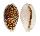 CYPRAEIDAE CYPRAEA CRIBRARIA shell