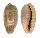 CYPRAEIDAE ERRONEA CAURICA CAURICA shell